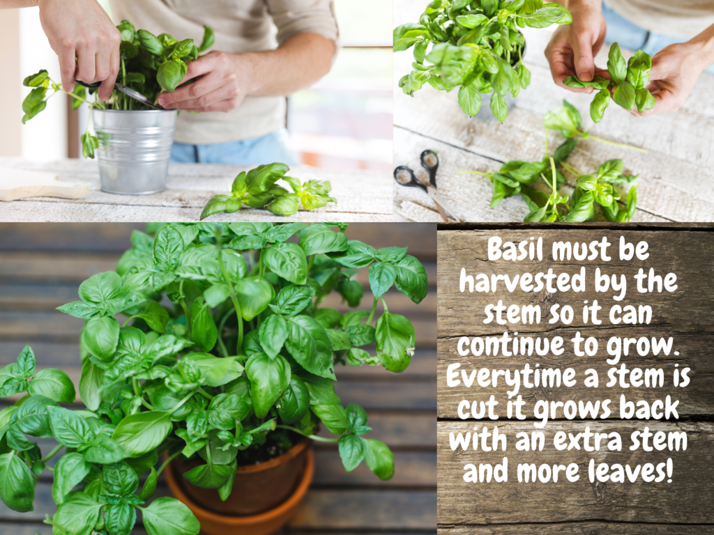 Pruning basil for endless supply