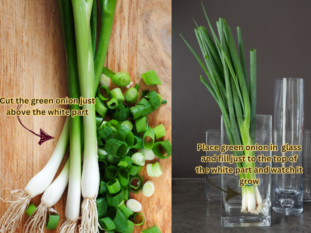 how to grow green onions at home in water. 