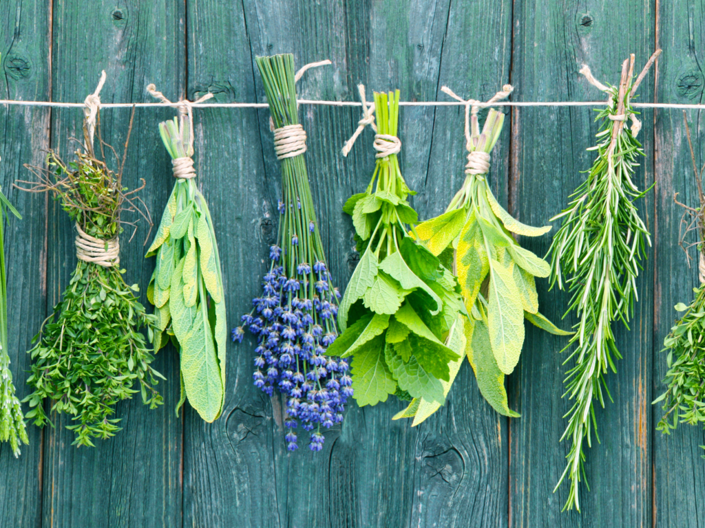 drying herbs