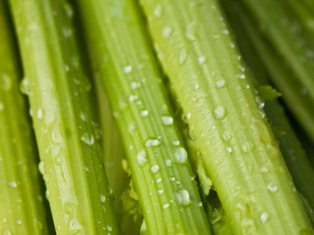 Celery keeps well in water