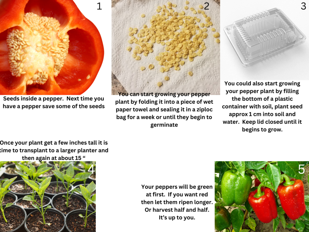 Growing peppers from scraps