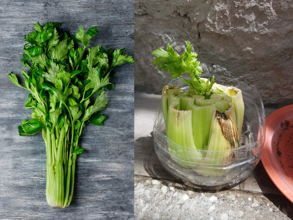 Growing celery from kitchen scraps