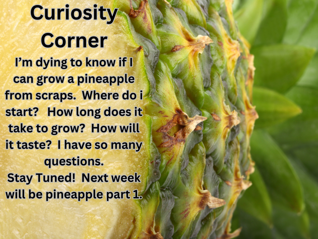 Curiosity Corner! Growing a pineapple from scraps