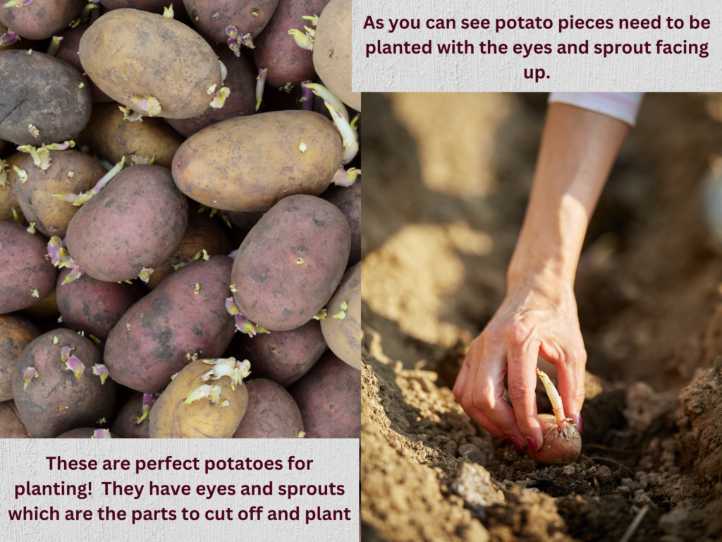 Growing potatoes from kitchen scraps