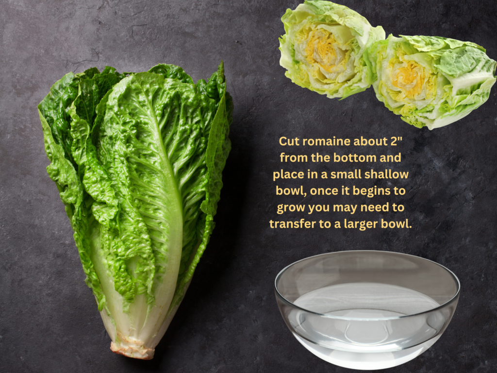 Planting romaine lettuce in water for home kitchen use